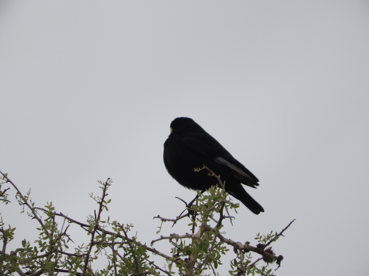 Spectacled Tyrant - ML610623064