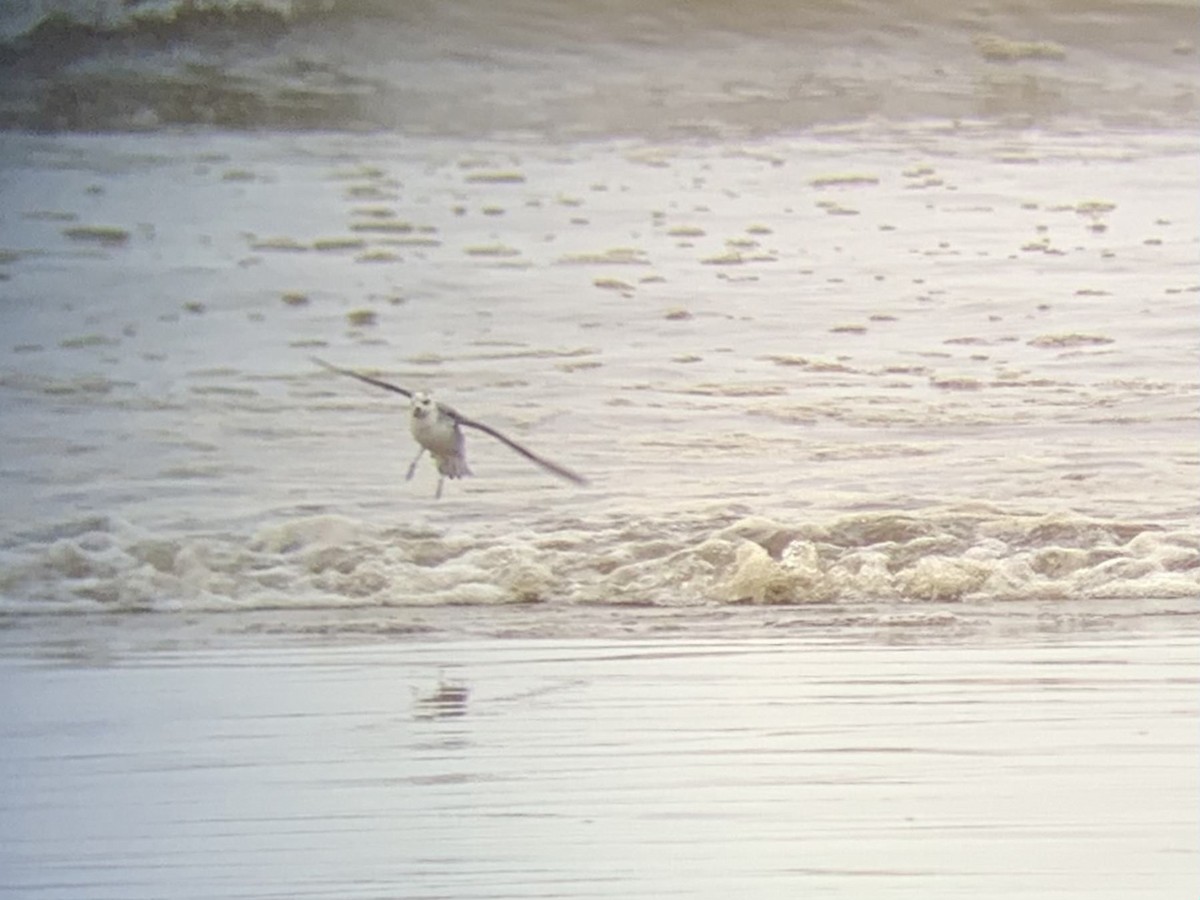 Red Phalarope - ML610623161