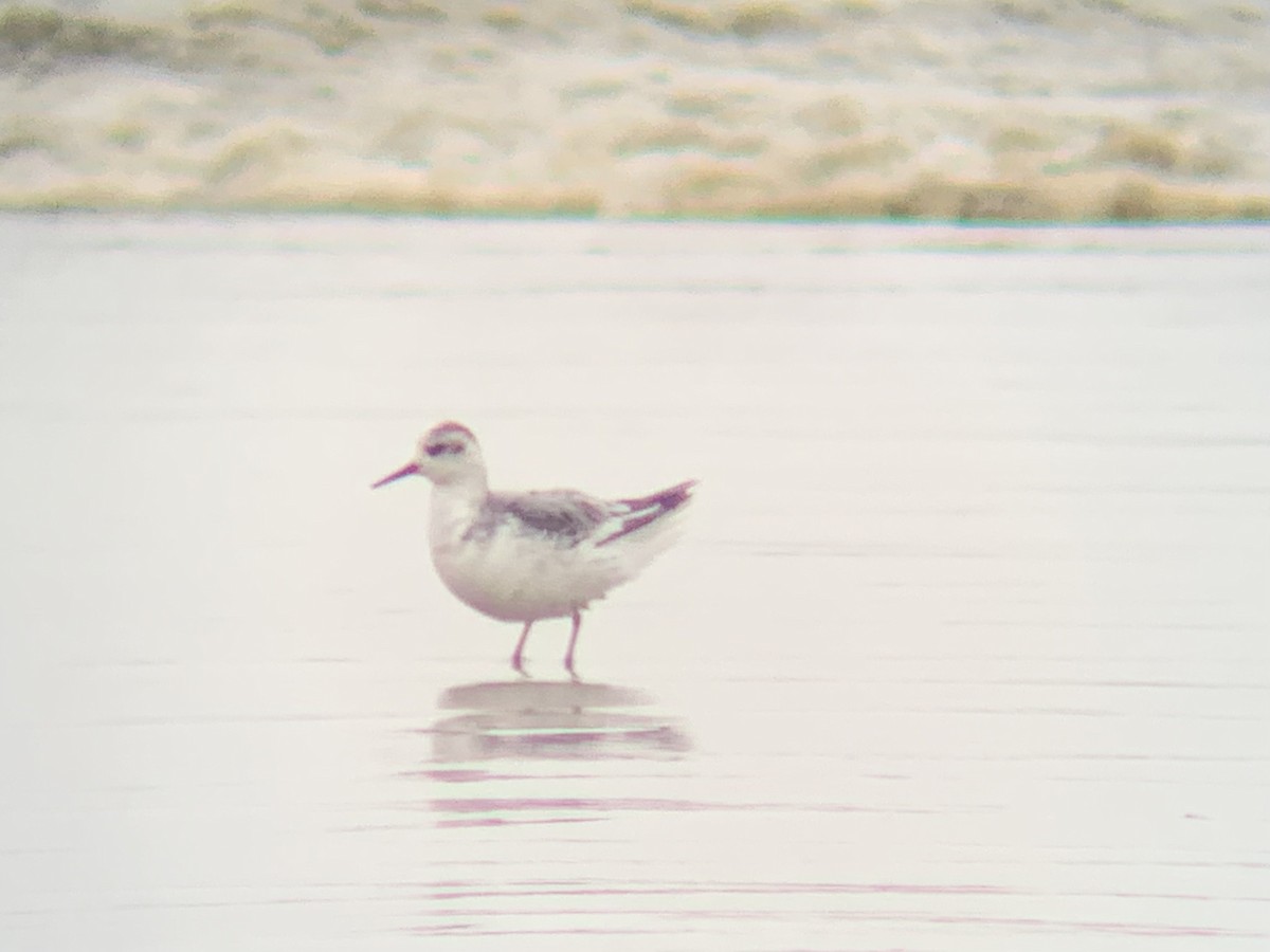 polarsvømmesnipe - ML610623162