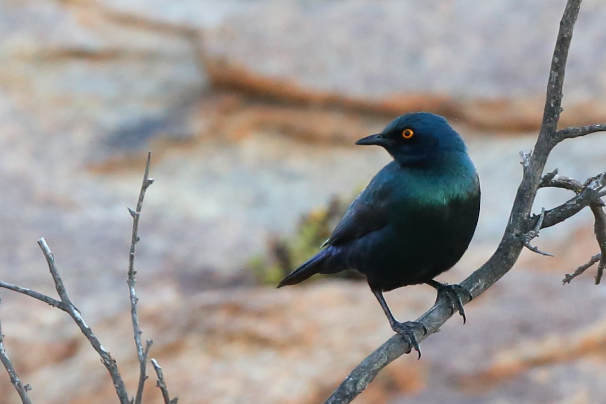 Cape Starling - ML610623196