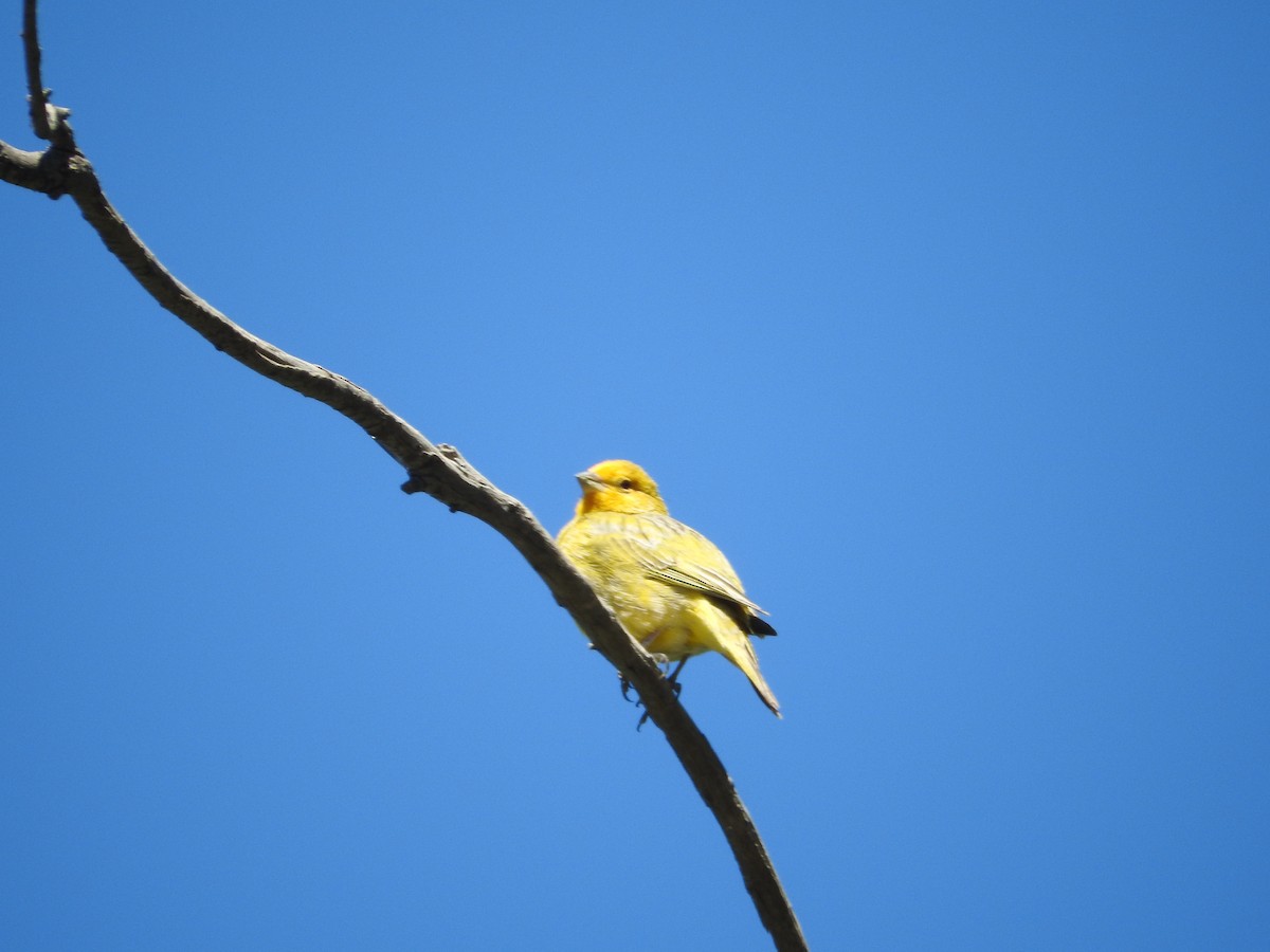 Saffron Finch - ML610623255