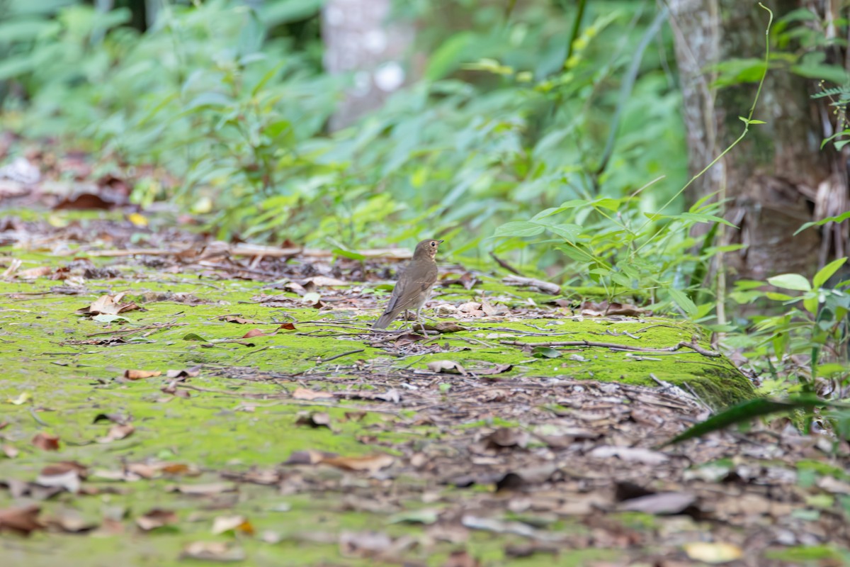 Swainson's Thrush - ML610623299