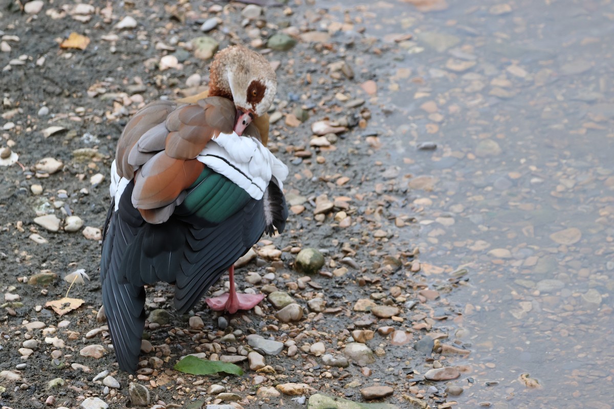 Egyptian Goose - ML610623305