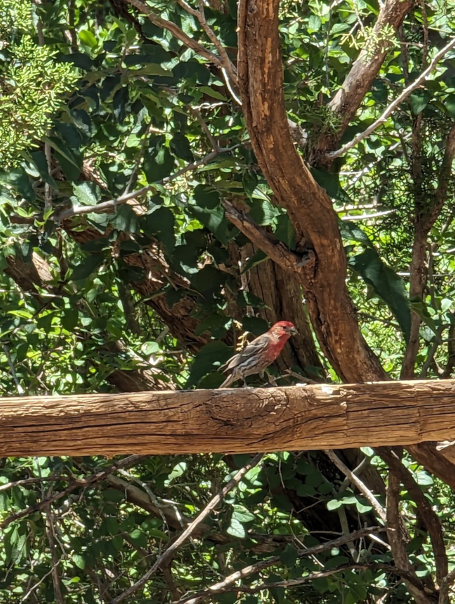 House Finch - McCallin FISHER