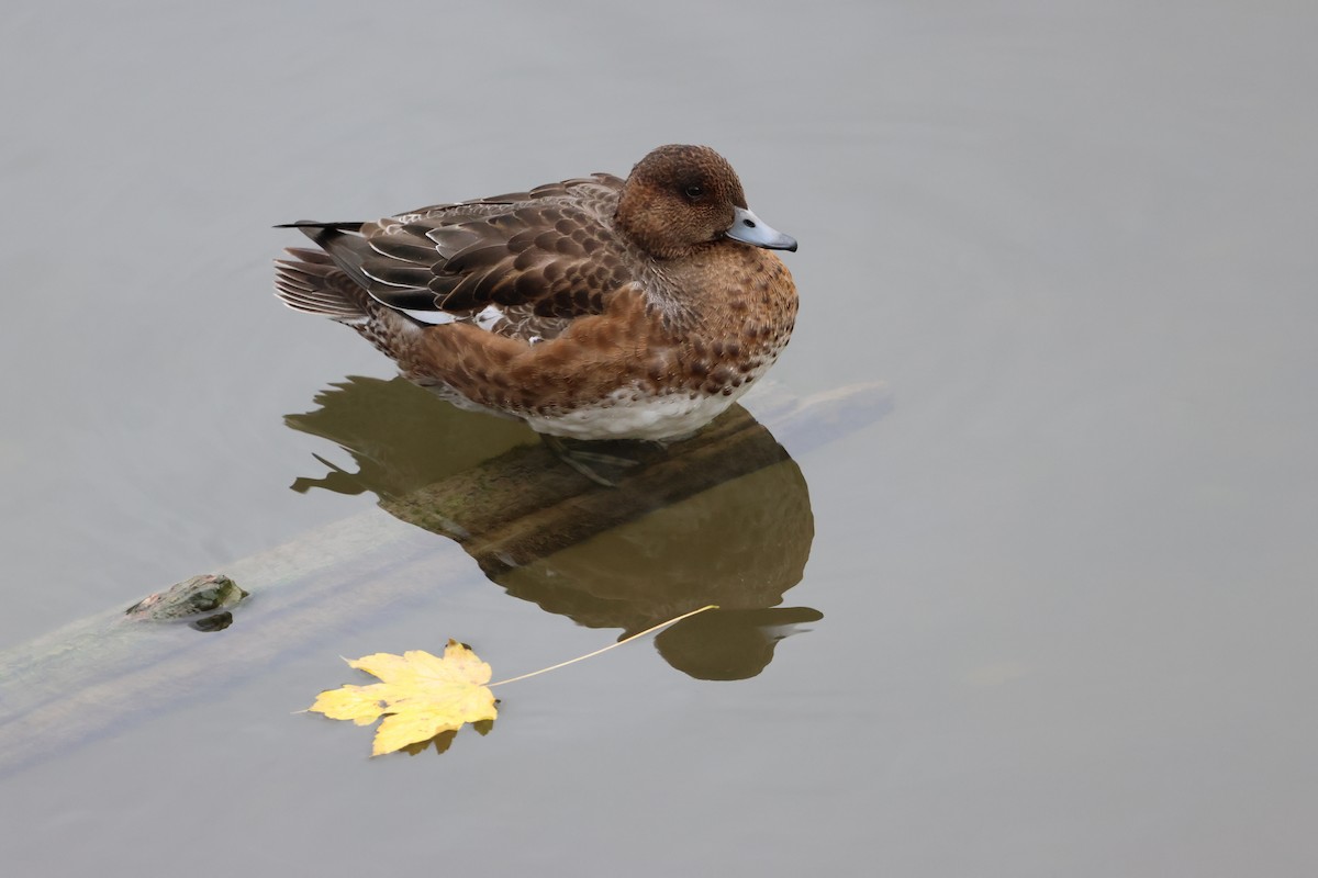 Eurasian Wigeon - ML610623333