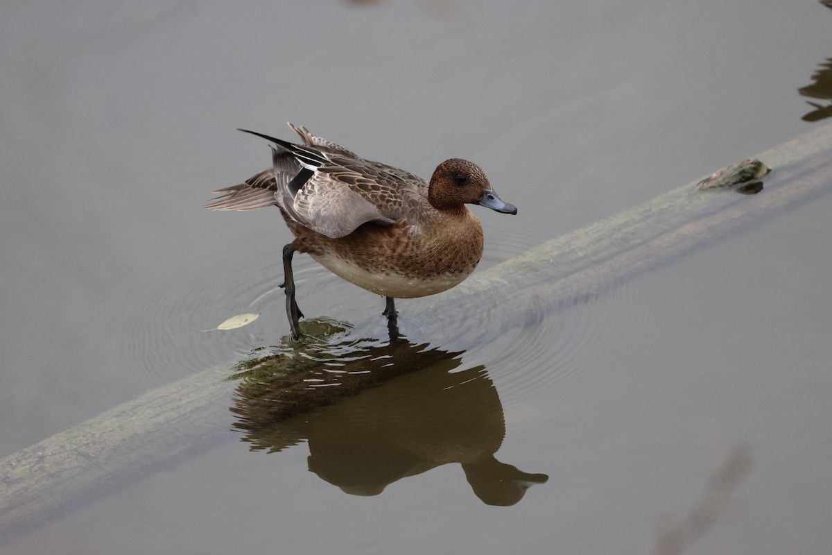 Eurasian Wigeon - ML610623334