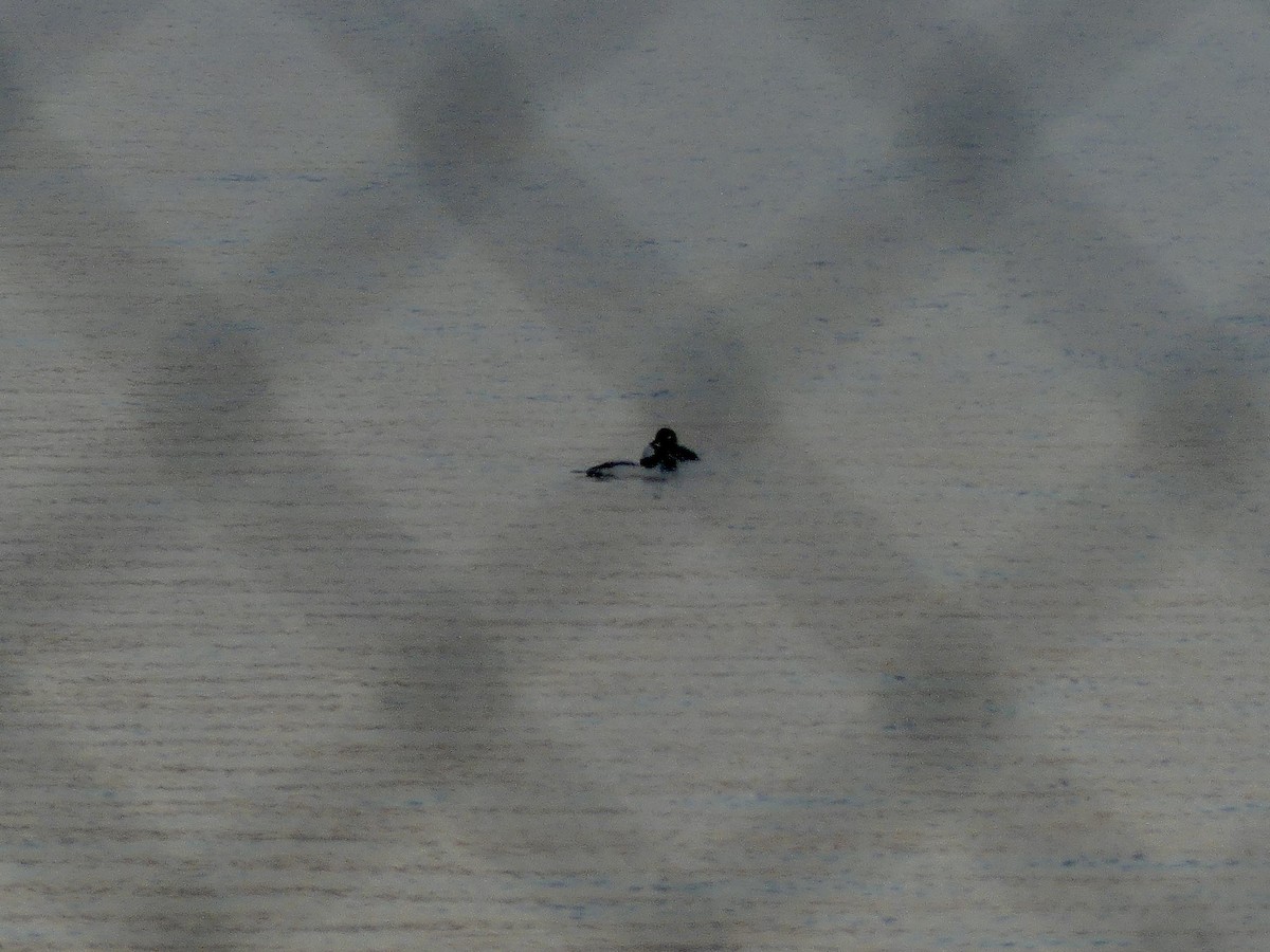 Bufflehead - ML610623336
