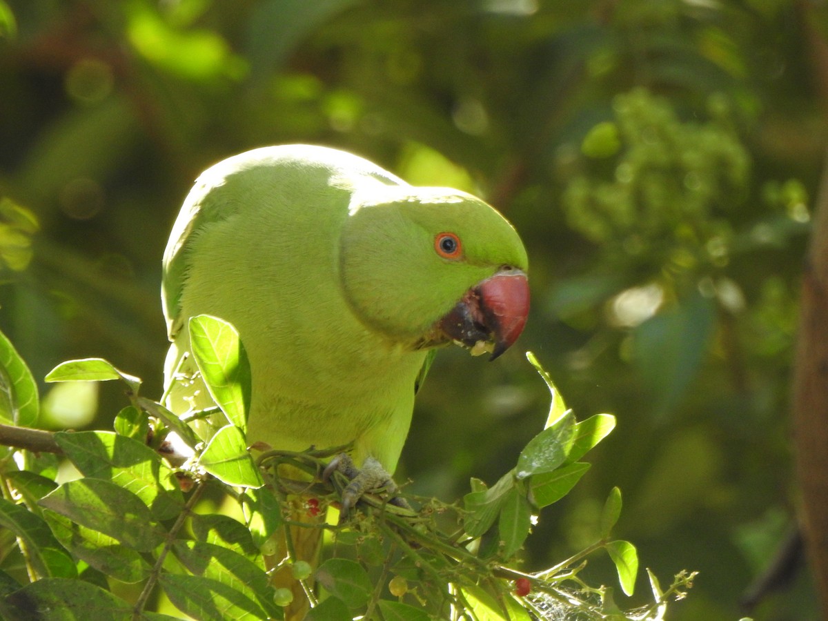 Rose-ringed Parakeet - Adrián Bartolomé Husson