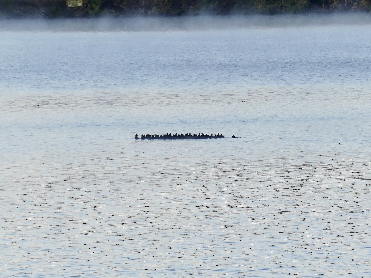 American Coot - ML610623349
