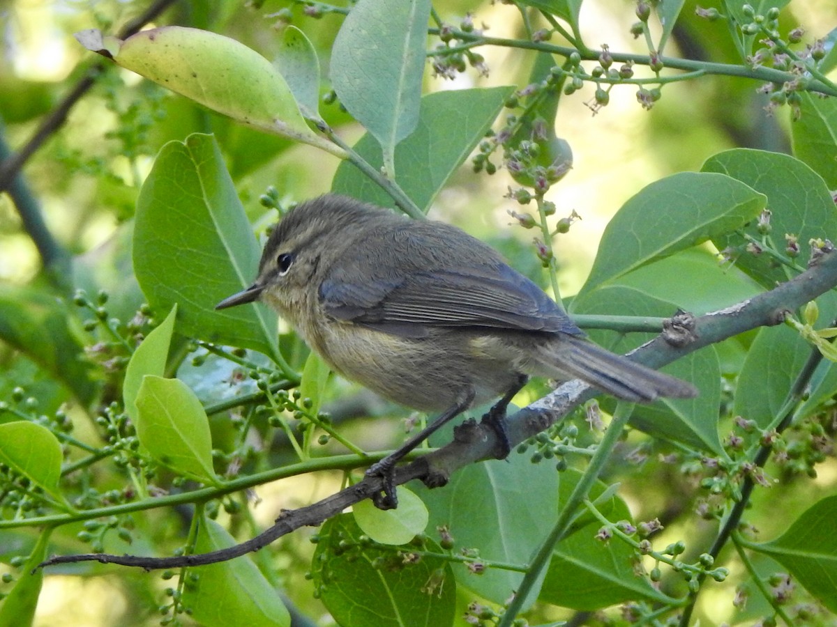 Canary Islands Chiffchaff - Adrián Bartolomé Husson