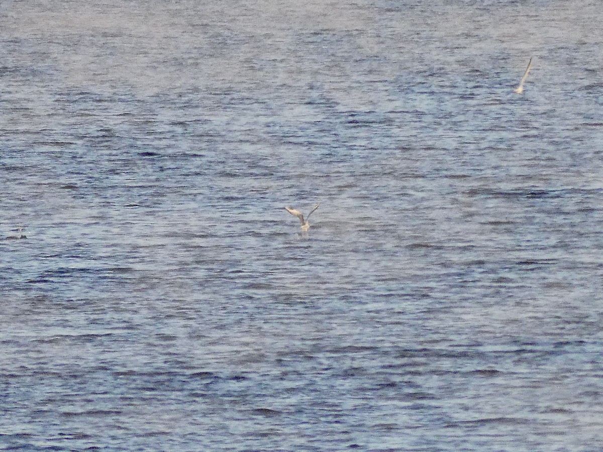Bonaparte's Gull - ML610623365