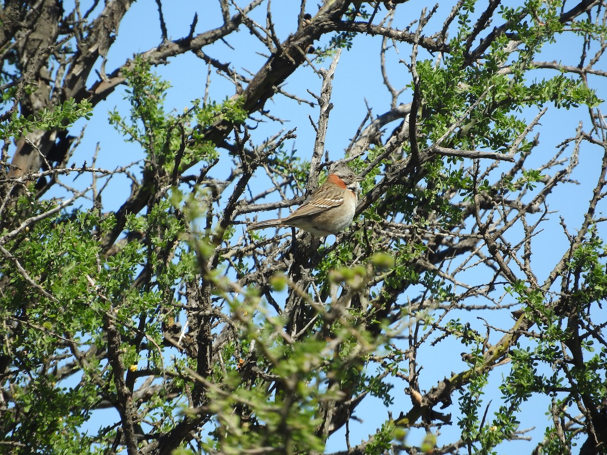 Rufous-collared Sparrow - ML610623444