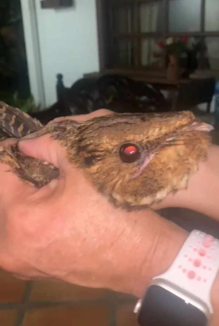 チャックウィルヨタカ - ML610623452