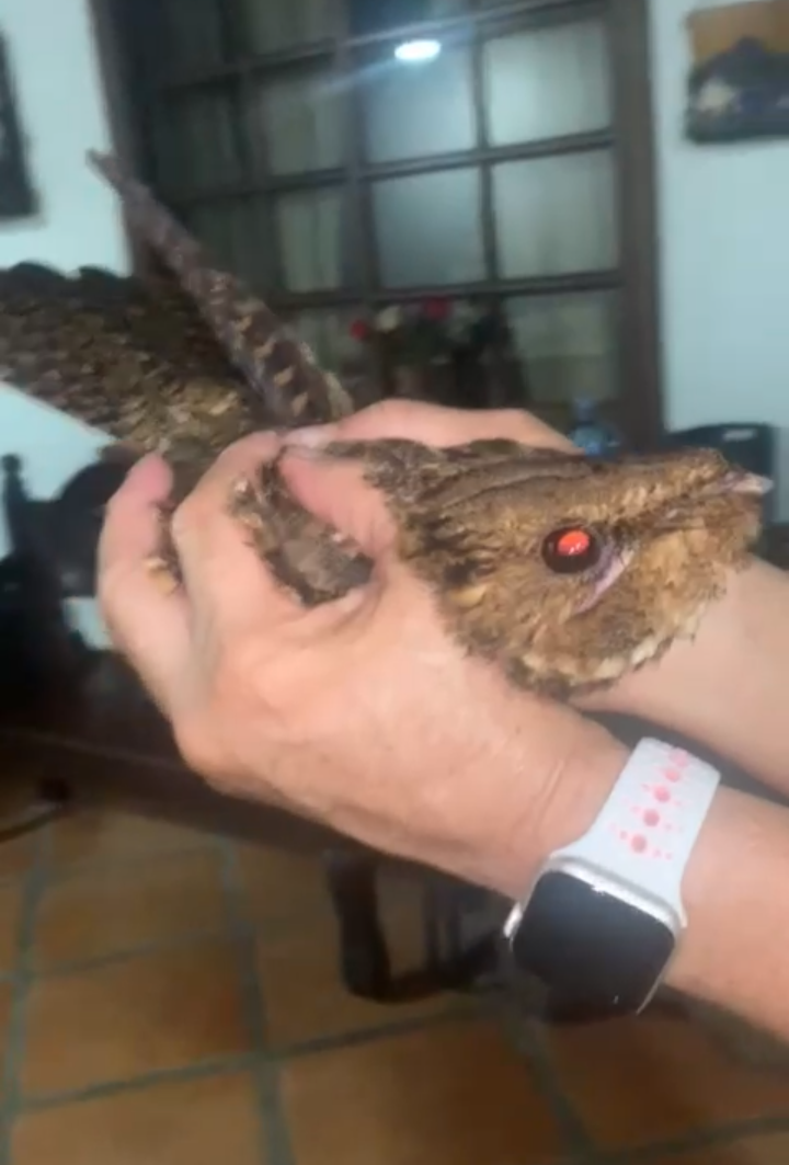 チャックウィルヨタカ - ML610623453