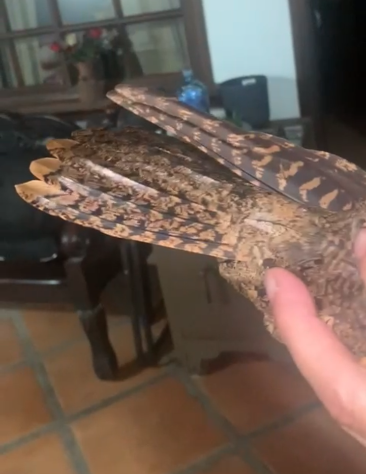 チャックウィルヨタカ - ML610623455