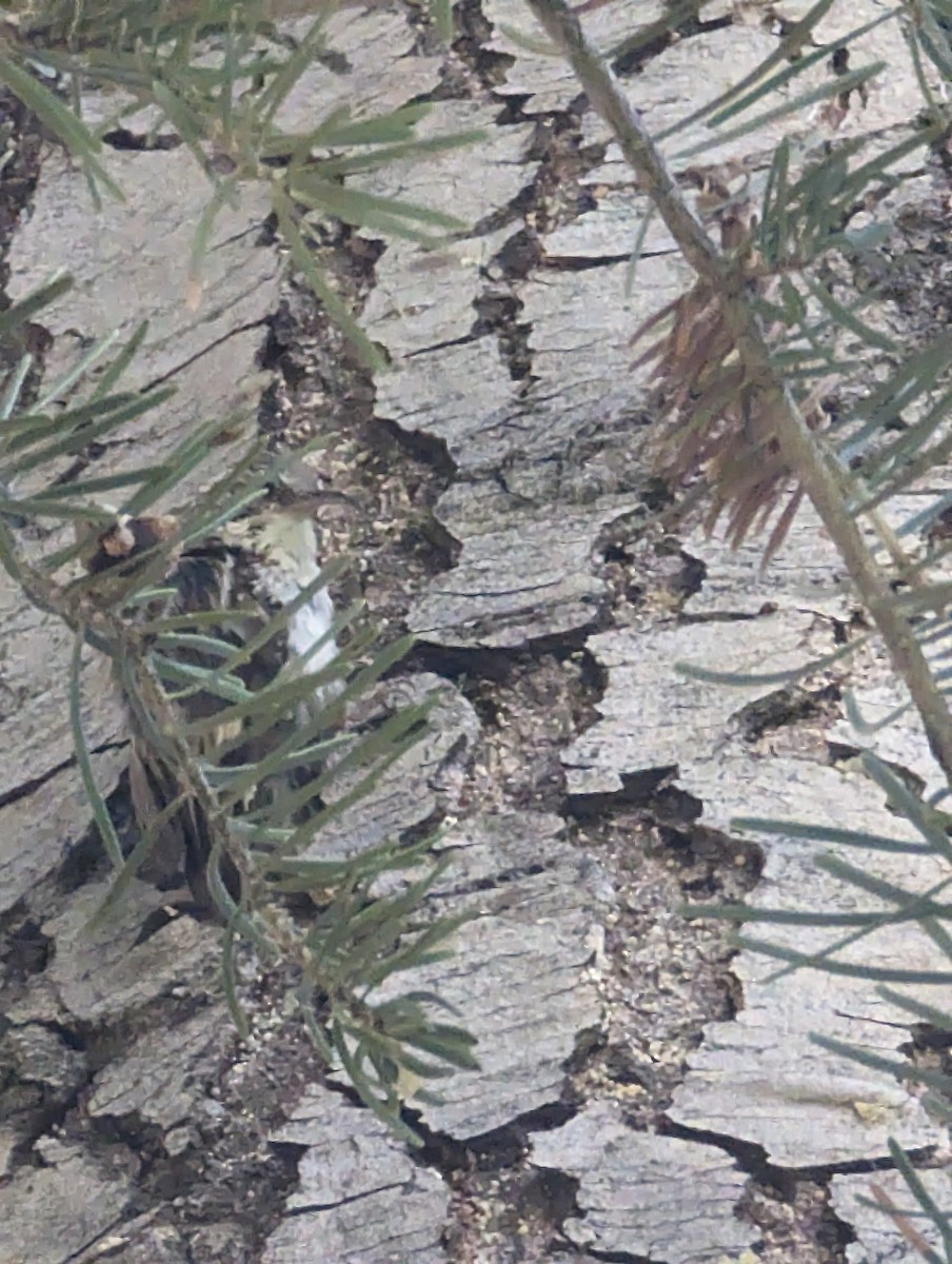 Brown Creeper - McCallin FISHER