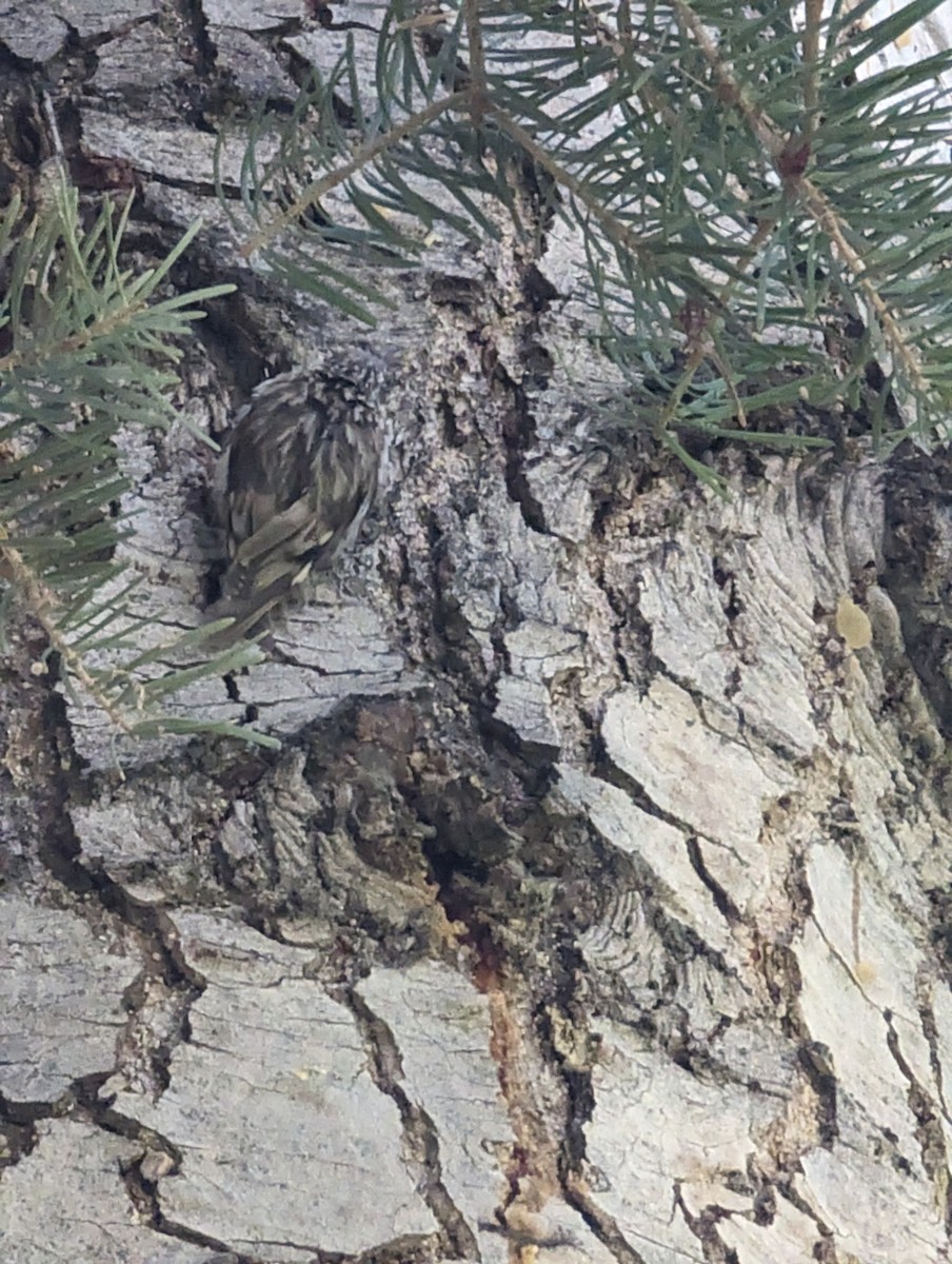 Brown Creeper - McCallin FISHER