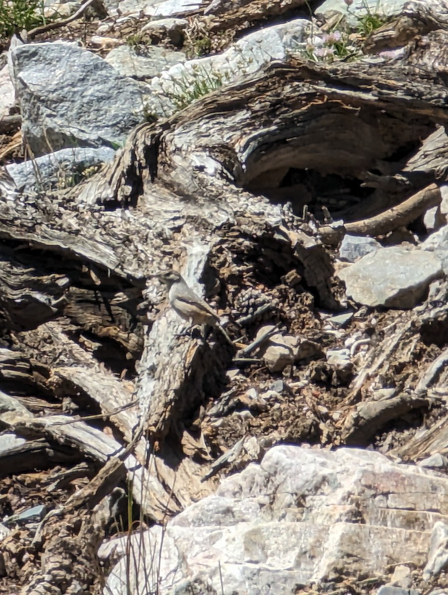 Rock Wren - ML610623460