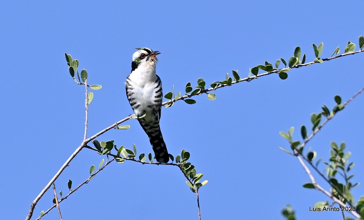 Dideric Cuckoo - ML610623467