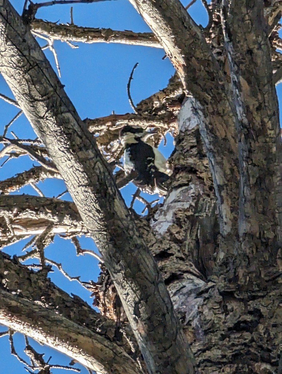 Downy Woodpecker - McCallin FISHER