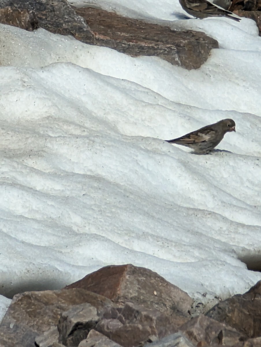 Black Rosy-Finch - ML610623556