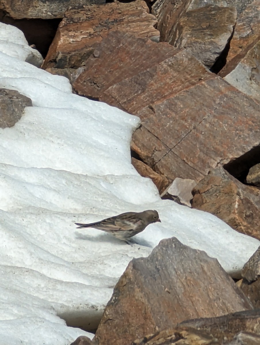 Black Rosy-Finch - McCallin FISHER