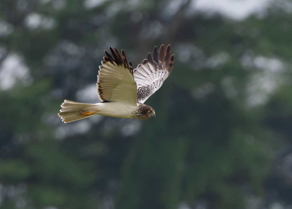 Eastern Marsh Harrier - ML610623684