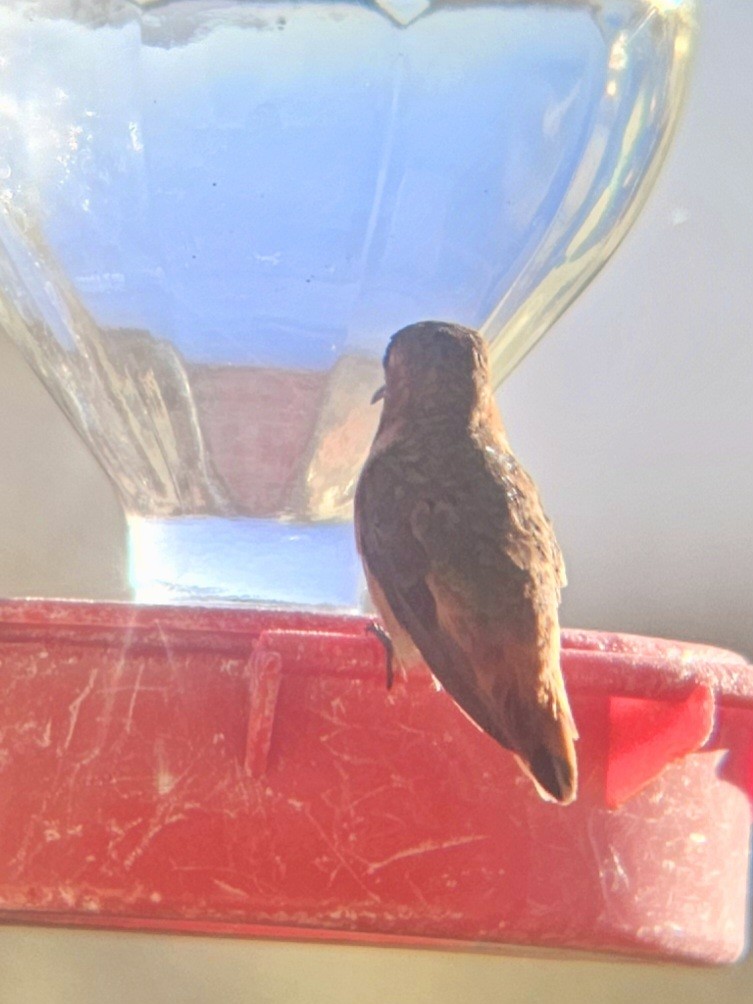 Rufous Hummingbird - ML610623808