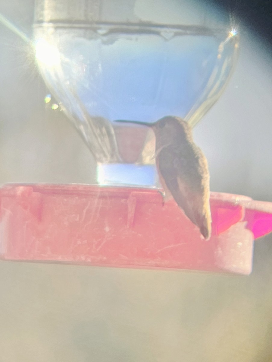 Rufous Hummingbird - ML610623811