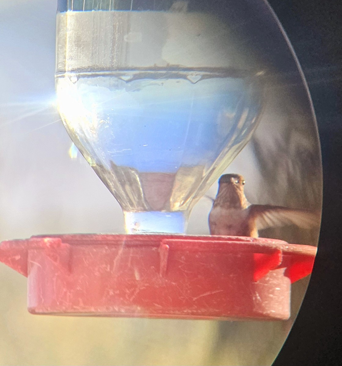 Rufous Hummingbird - ML610623812