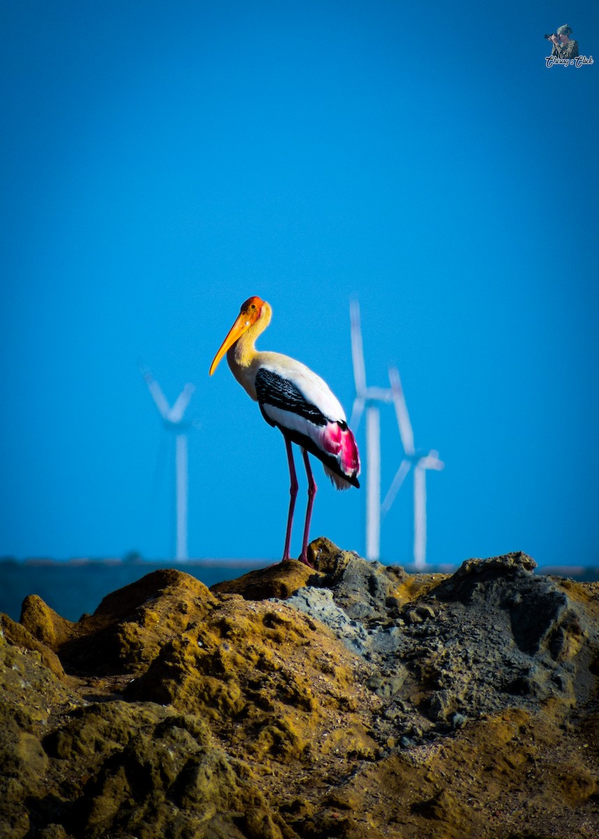 Painted Stork - ML610623840