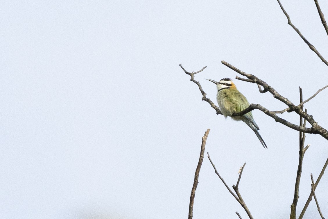 White-throated Bee-eater - Esha Munshi