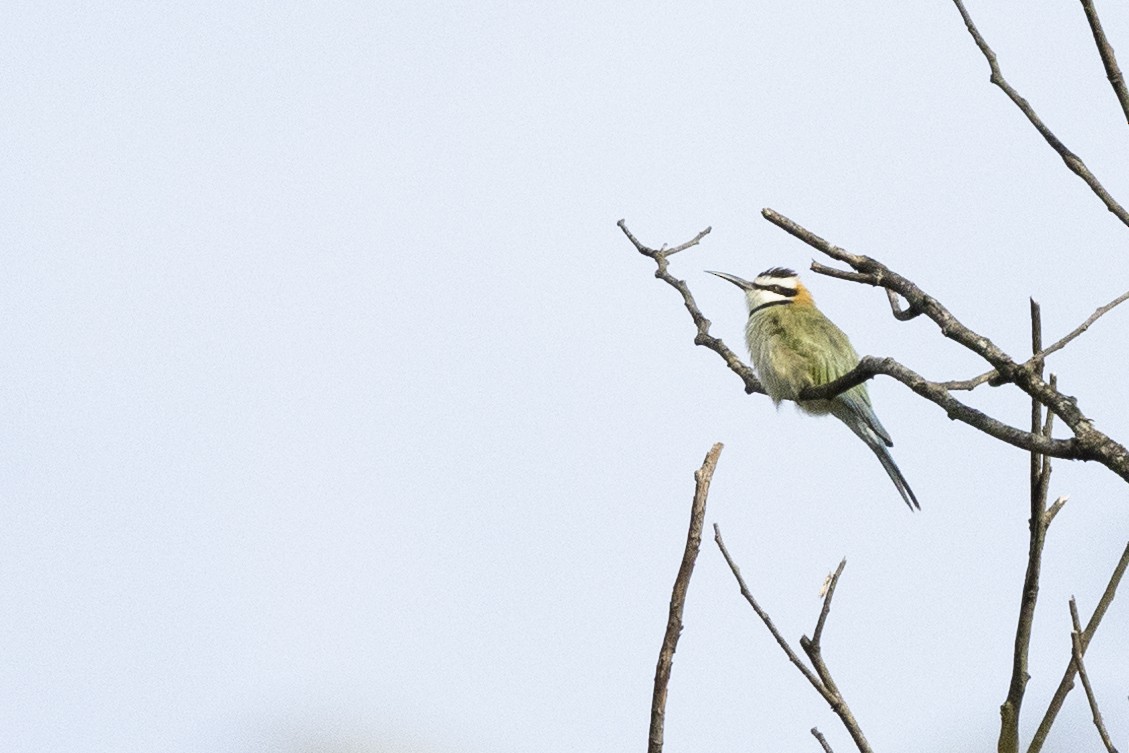 White-throated Bee-eater - ML610623844