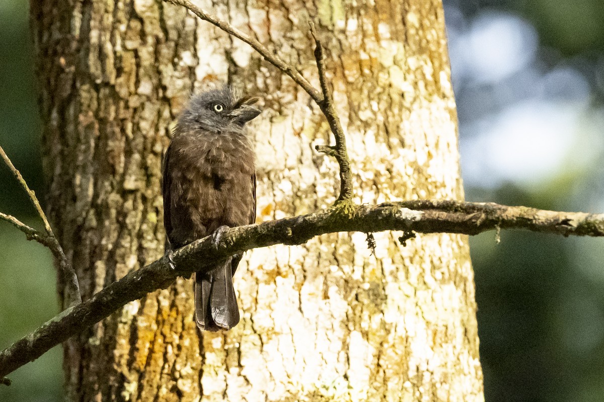 Gri Gerdanlı Barbet - ML610623848