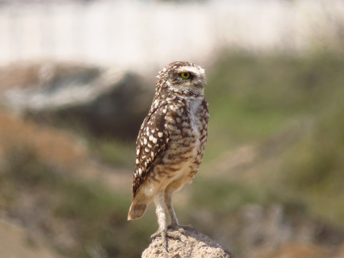 Burrowing Owl - Gary Prescott