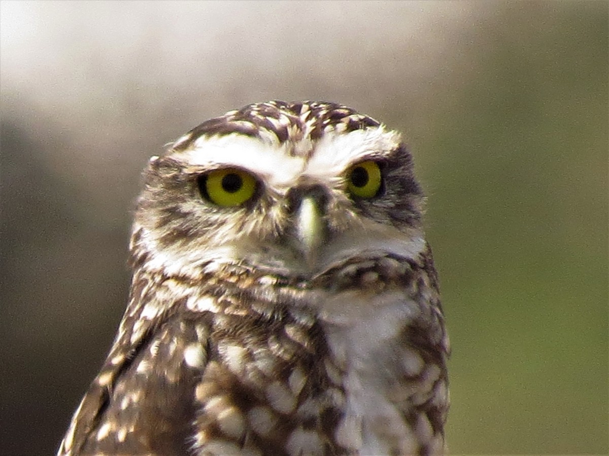 Burrowing Owl - Gary Prescott