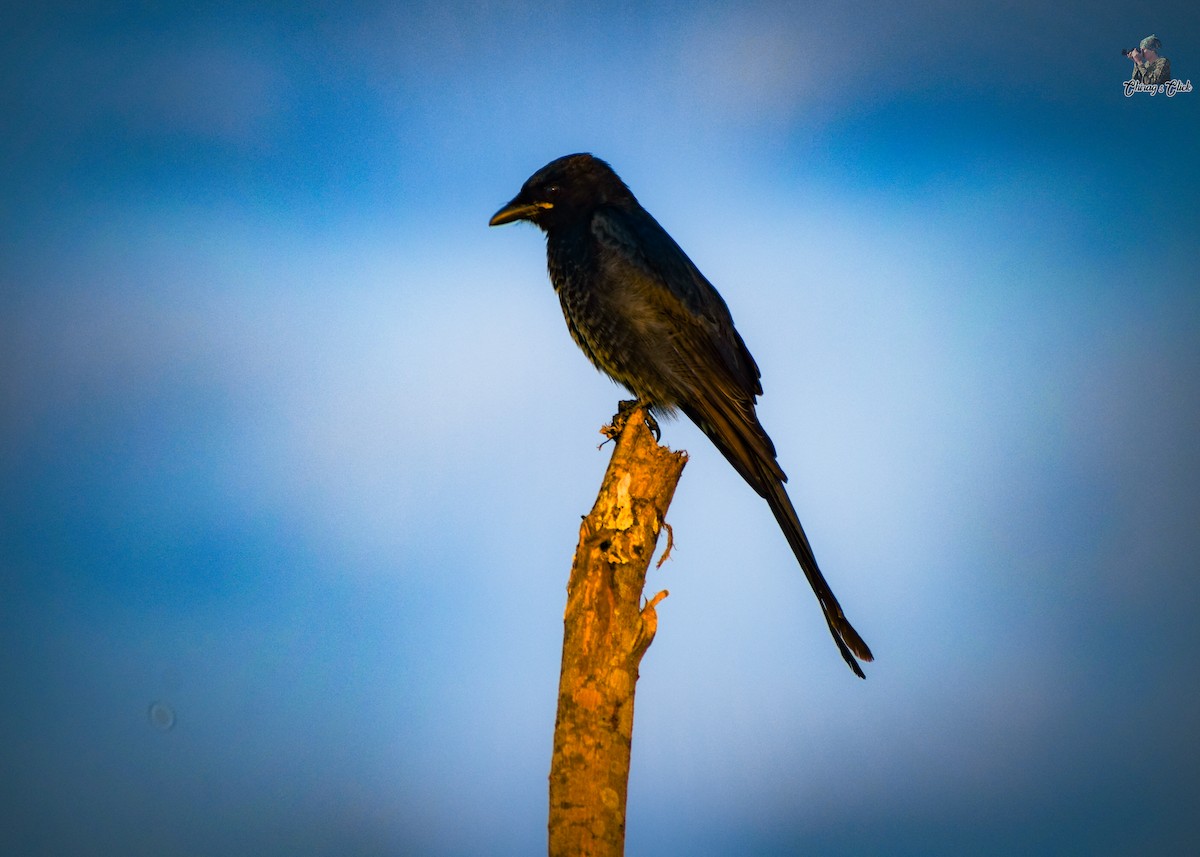 Black Drongo - ML610623868