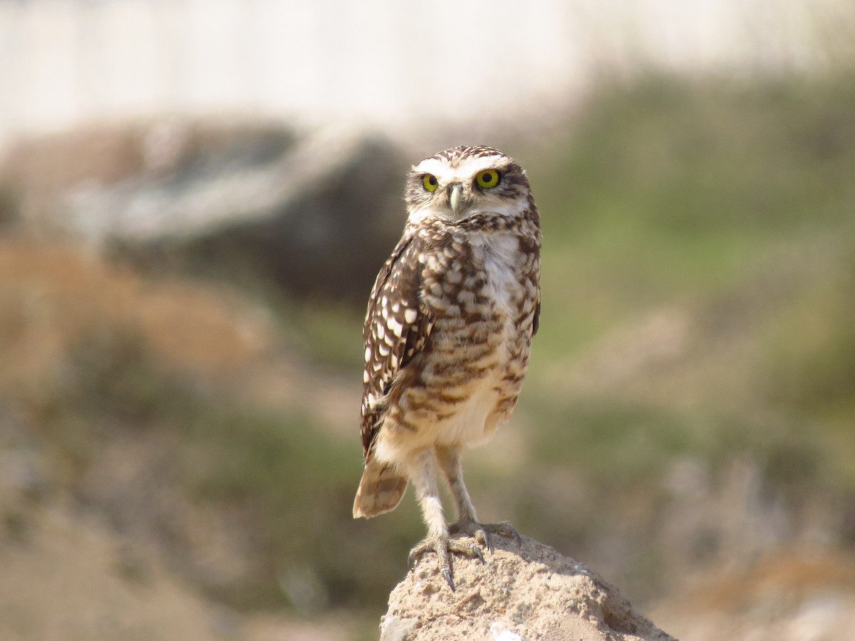 Burrowing Owl - Gary Prescott