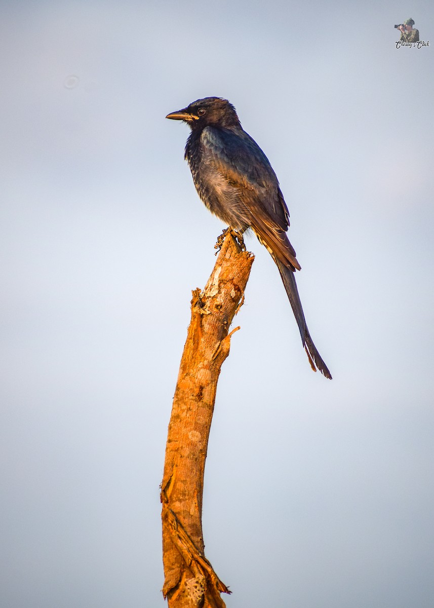 Black Drongo - ML610623876