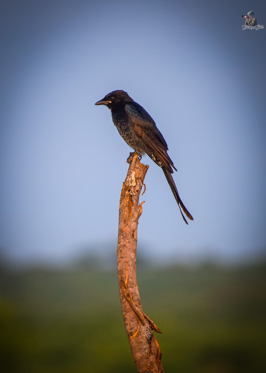 Drongo royal - ML610623888