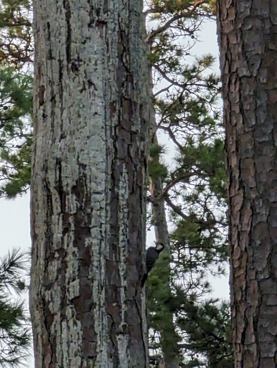 Pileated Woodpecker - McCallin FISHER