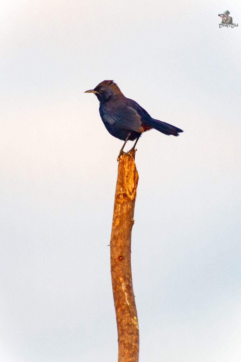 Indian Robin - ML610623908