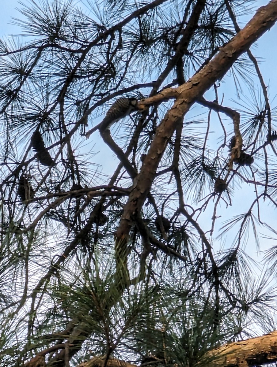 Red-cockaded Woodpecker - McCallin FISHER