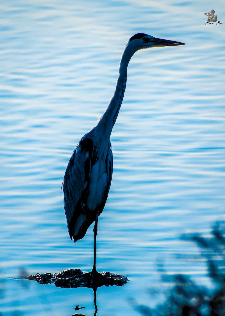 Gray Heron - Chirag Parmar