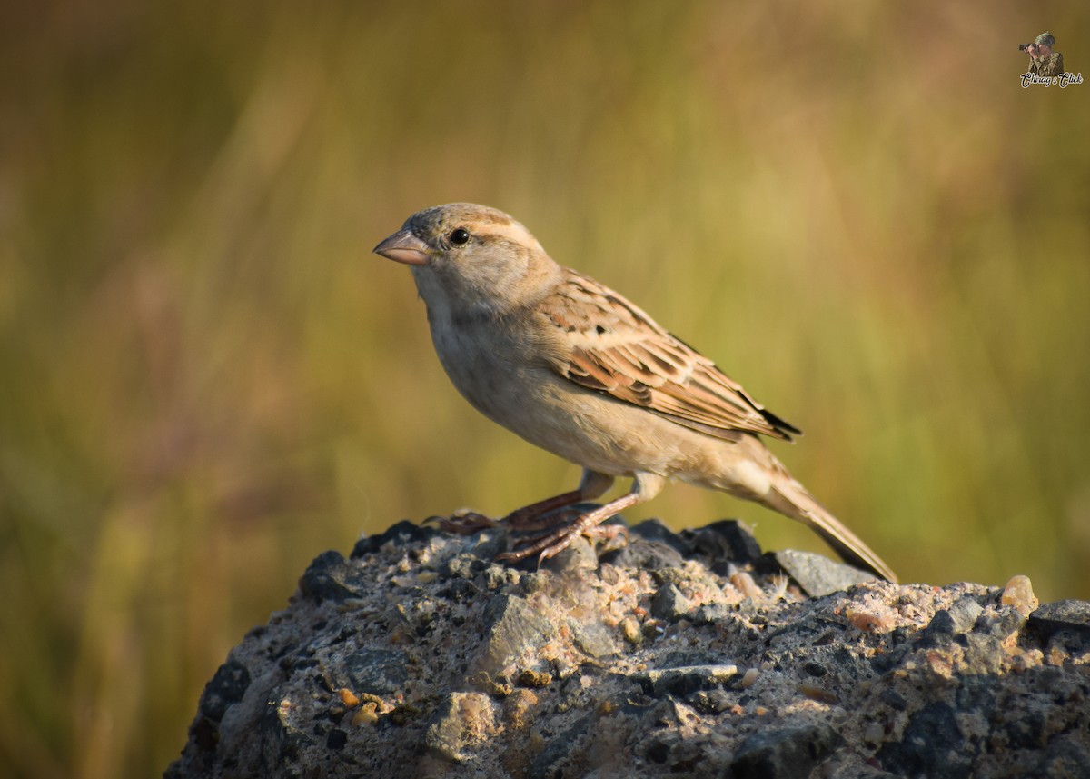 House Sparrow - ML610623990