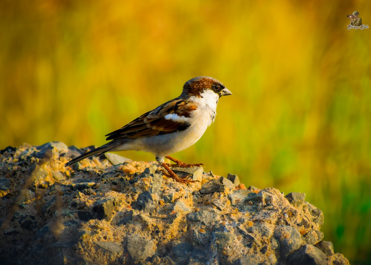 Moineau domestique - ML610623993