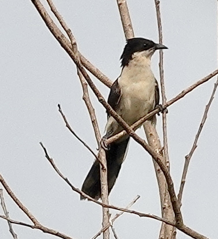 Pied Cuckoo - ML610624004