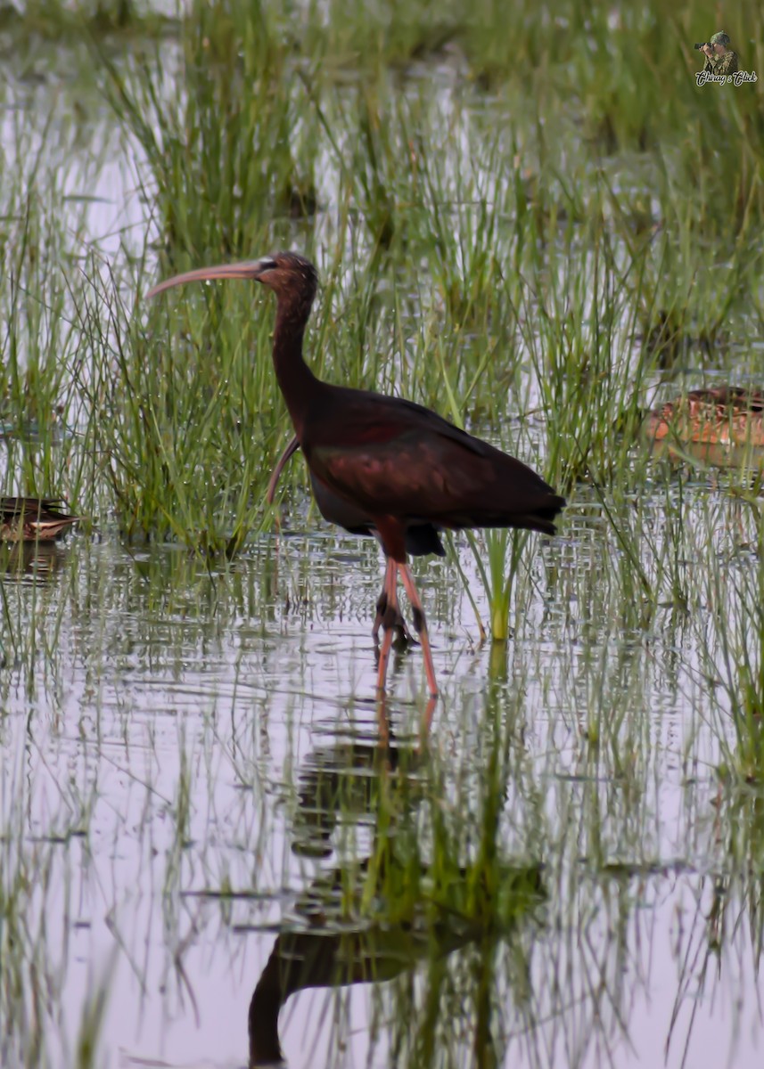 Glossy Ibis - ML610624017