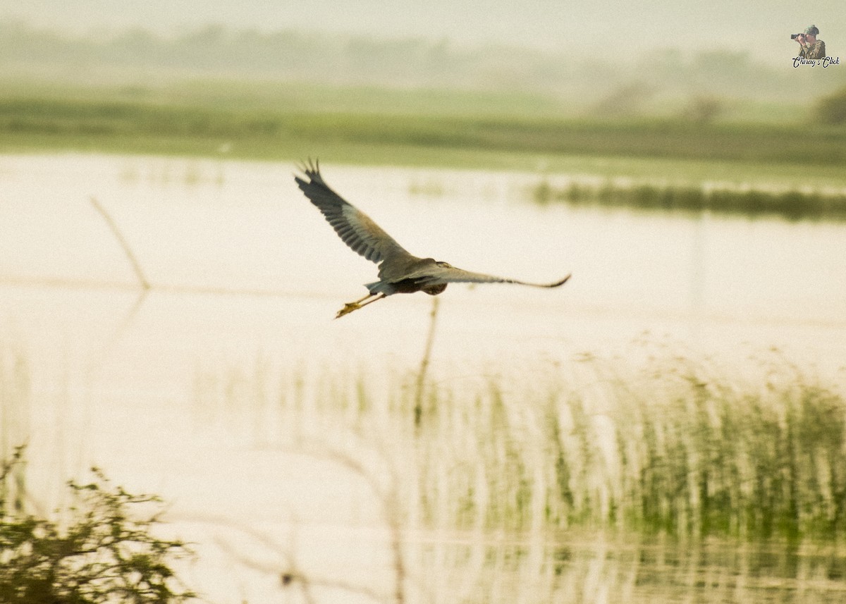 Purple Heron - Chirag Parmar