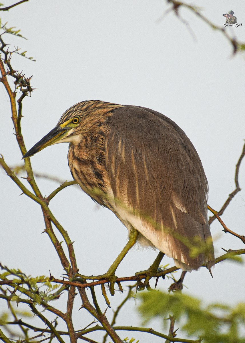 Indian Pond-Heron - ML610624054